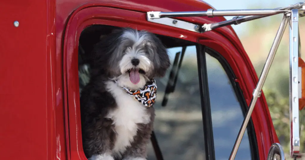 Pet-Friendly Truck Stops In America